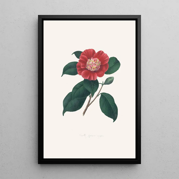 Illustrations and descriptions of the plants that make up the natural order of Camellieae Pl31 - Alfred Chandler