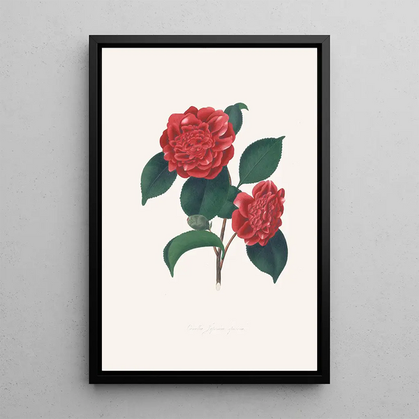 Illustrations and descriptions of the plants that make up the natural order of Camellieae Pl32 - Alfred Chandler