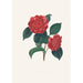 ilustraciones y descripciones de las plantas que componen el orden natural de las Camellieae Pl32 - Alfred Chandler