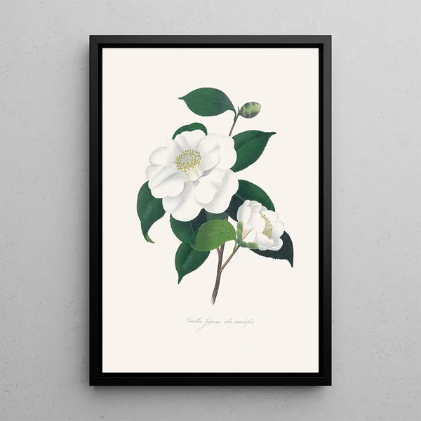 Illustrations and descriptions of the plants that make up the natural order of Camellieae Pl33 - Alfred Chandler — framed artwork on a wall