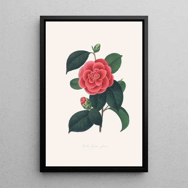Illustrations and descriptions of the plants that make up the natural order of Camellieae Pl35 - Alfred Chandler
