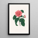 ilustraciones y descripciones de las plantas que componen el orden natural de las Camellieae Pl36 - Alfred Chandler