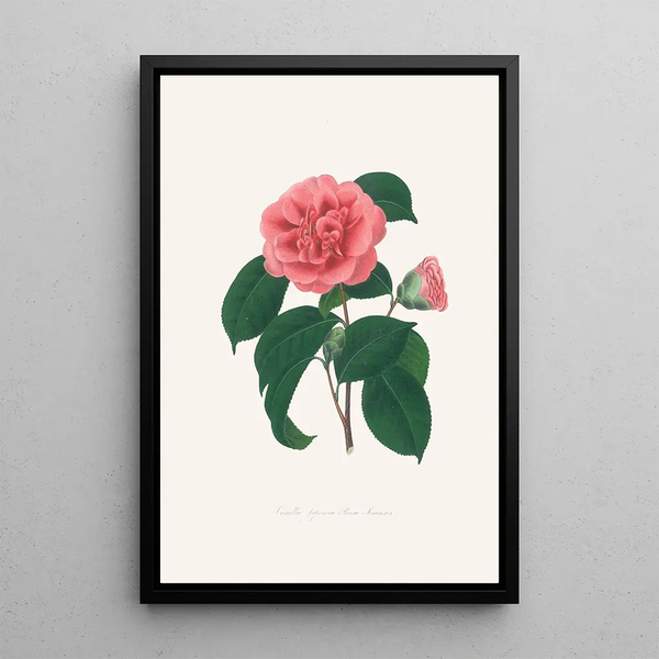 Illustrations and descriptions of the plants that make up the natural order of Camellieae Pl36 - Alfred Chandler