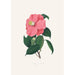 Ilustraciones y descripciones de las plantas que componen el orden natural de las Camellieae Pl38 - Alfred Chandler — vista de la obra