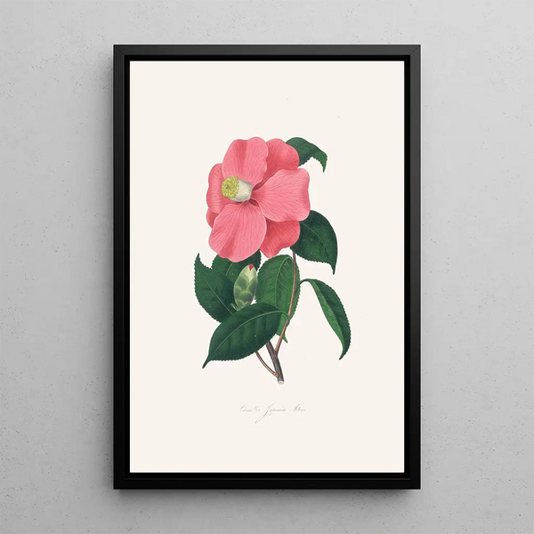Illustrations and descriptions of the plants that make up the natural order of Camellieae Pl38 - Alfred Chandler — framed artwork on a wall