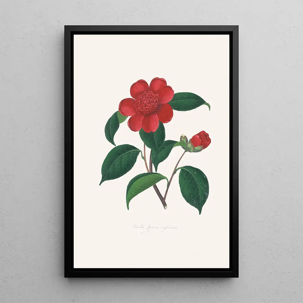 Illustrations and descriptions of the plants that make up the natural order of Camellieae Pl39 - Alfred Chandler — framed artwork on a wall