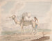 Camello cargado - Alfred Diston — vista de la obra