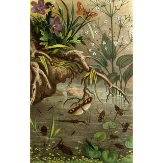 Alfred Edmund Brehm - Die Insekten Tausendfussler und Spinnen Pl 20.webp