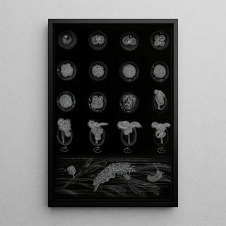 Alfred Frdol - Dveloppement dun Mollusque.webp