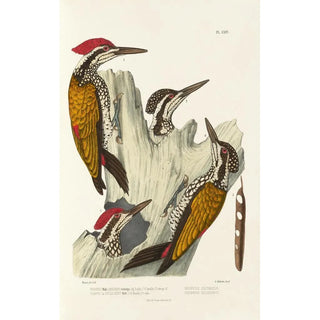 Alfred Malherbe - Monographie des picides pl03.webp