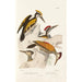 Monografía de los piciformes pl05 - Alfred Malherbe — vista de la obra