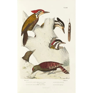 Alfred Malherbe - Monographie des picides pl11.webp