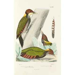 Alfred Malherbe - Monographie des picides pl12.webp