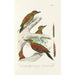 Monografía de los piciformes pl14 - Alfred Malherbe — vista de la obra