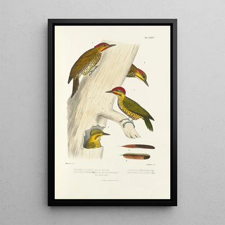 Alfred Malherbe - Monographie des picides pl24.webp