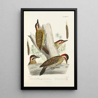 Alfred Malherbe - Monographie des picides pl27.webp