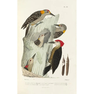 Alfred Malherbe - Monographie des picides pl33.webp