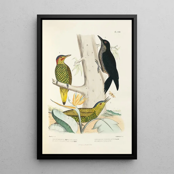 Monografía de los picidos pl43 - Alfred Malherbe — cuadro enmarcado en la pared