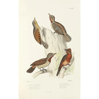 Alfred Malherbe - Monographie des picides pl50.webp