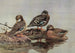 African Yellow-billed Duck African Black Duck Meller's Duck - Allan Brooks — artwork view