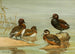 Australian duck with glasses, Nette demi-deuil - Allan Brooks — artwork view
