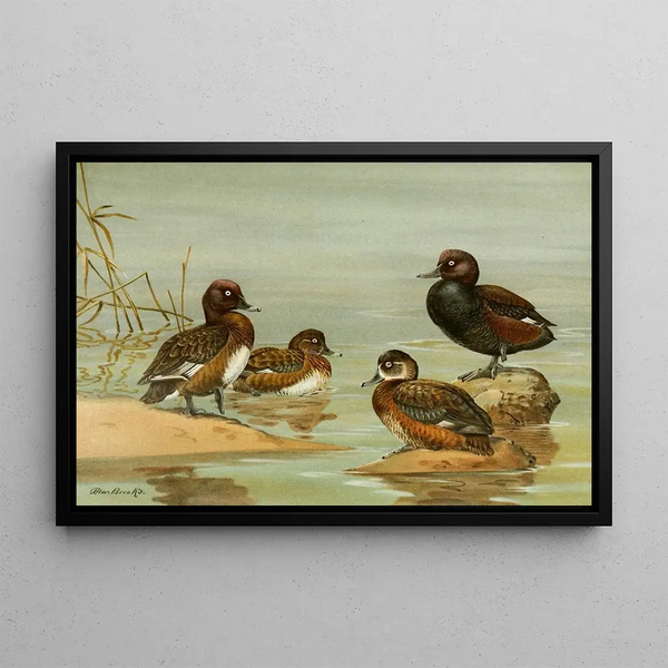 Allan Brooks - Australian WhiteEyed Duck Southern Pochard.webp