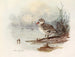 Canard siffleur - Allan Brooks — vista de la obra