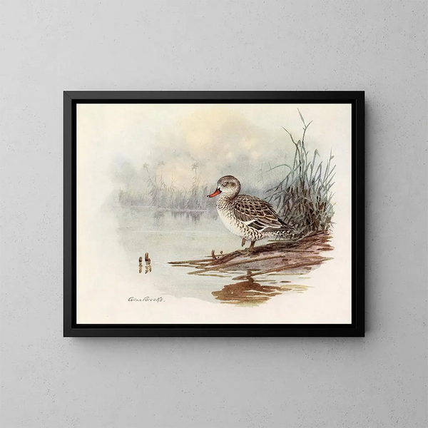 Siskin Duck - Allan Brooks — framed artwork on a wall