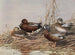 Canard siffleur à ailes bleues - Allan Brooks — artwork view