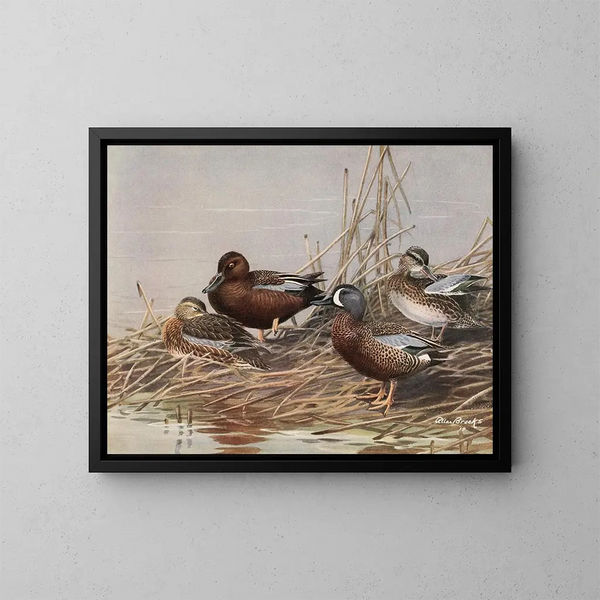Canard siffleur à ailes bleues - Allan Brooks — framed artwork on a wall
