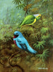 Tangara of Costa Rica and pretty cotinga - Allan Brooks — artwork view