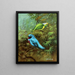 Tangara of Costa Rica and pretty cotinga - Allan Brooks — framed artwork on a wall