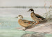 de pato crestado, pato con alas de bronce - Allan Brooks — vista de la obra
