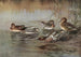 European teal American green-winged teal - Allan Brooks — artwork view