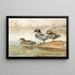 Sarcelle a hoces - Allan Brooks — cuadro enmarcado en la pared