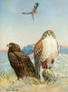 Buse pattue rouilleuse - Allan Brooks — artwork view