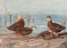 Dark Florida Duck Mexican Duck - Allan Brooks — artwork view