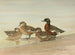 Duck with chestnut breast - Allan Brooks — artwork view