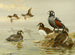 Harlequin Duck - Allan Brooks — artwork view