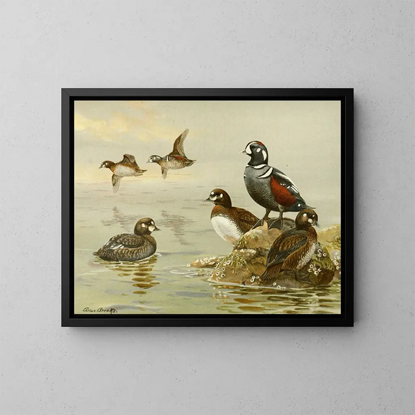 Harlequin Duck - Allan Brooks — framed artwork on a wall