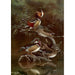 Reproduction of the painting Mandarin Duck and Caroline Duck - Allan Brooks