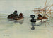 New Zealand Tufted Duck - Allan Brooks — artwork view