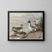 Pato pilet chileno - Allan Brooks — cuadro enmarcado en la pared