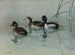 Canard à collier - Allan Brooks — vista de la obra
