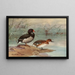 Pink-billed Duck - Allan Brooks — framed artwork on a wall