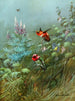 Colibrís rojos y Annas - Allan Brooks — vista de la obra
