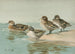 South Georgia teal, pointed-wing teal, yellow-billed teal, Andean teal - Allan Brooks — artwork view
