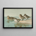South Georgia teal, pointed-wing teal, yellow-billed teal, Andean teal - Allan Brooks — framed artwork on a wall