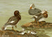 Duck in Steam - Allan Brooks — artwork view