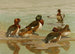 de pato de ojo blanco Fuligule de Baer Pato de ojo blanco de Madagascar - Allan Brooks — vista de la obra